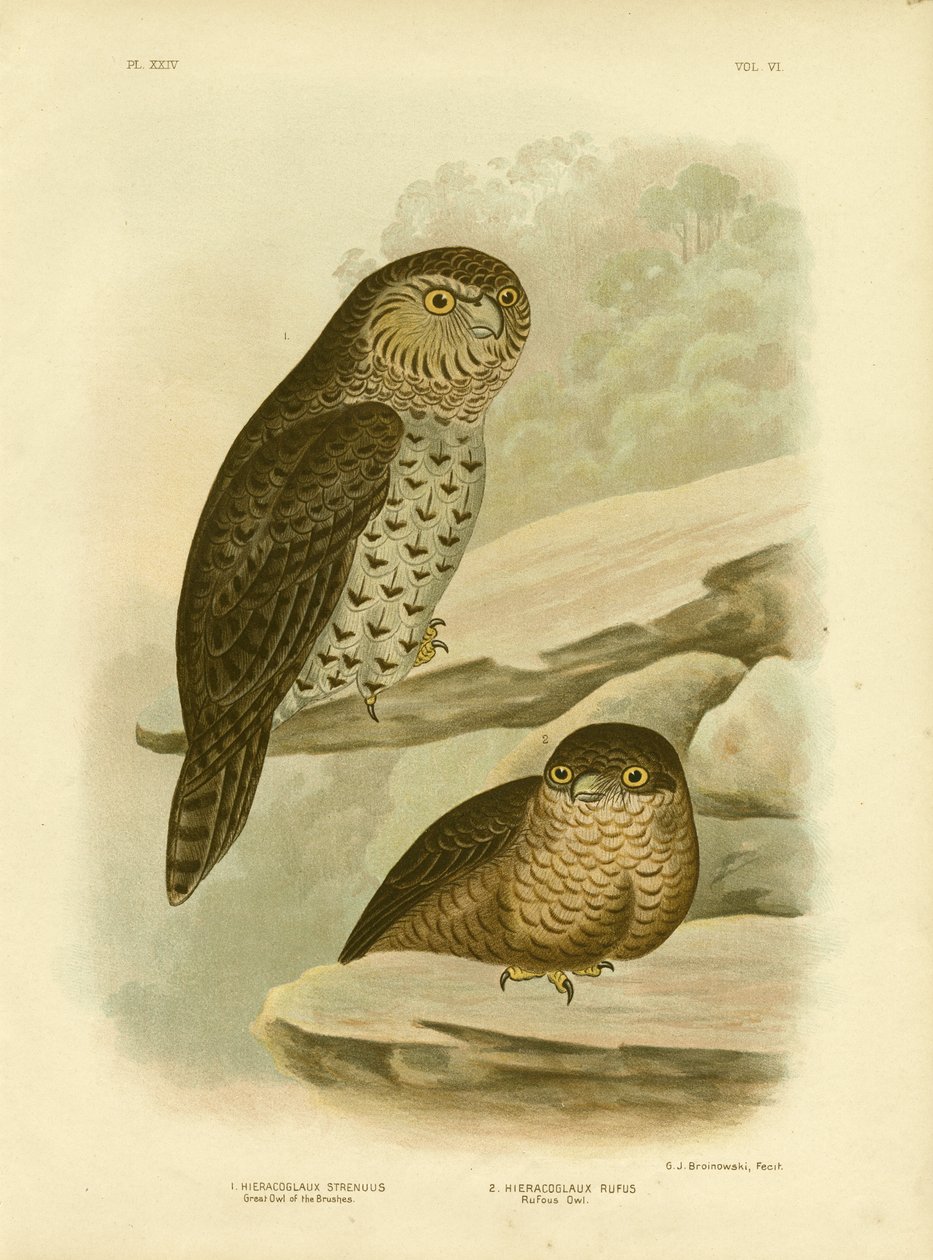 Suuri Pöllö Harjusta tai Voimakas Pöllö, 1891 tekijältä Gracius Broinowski
