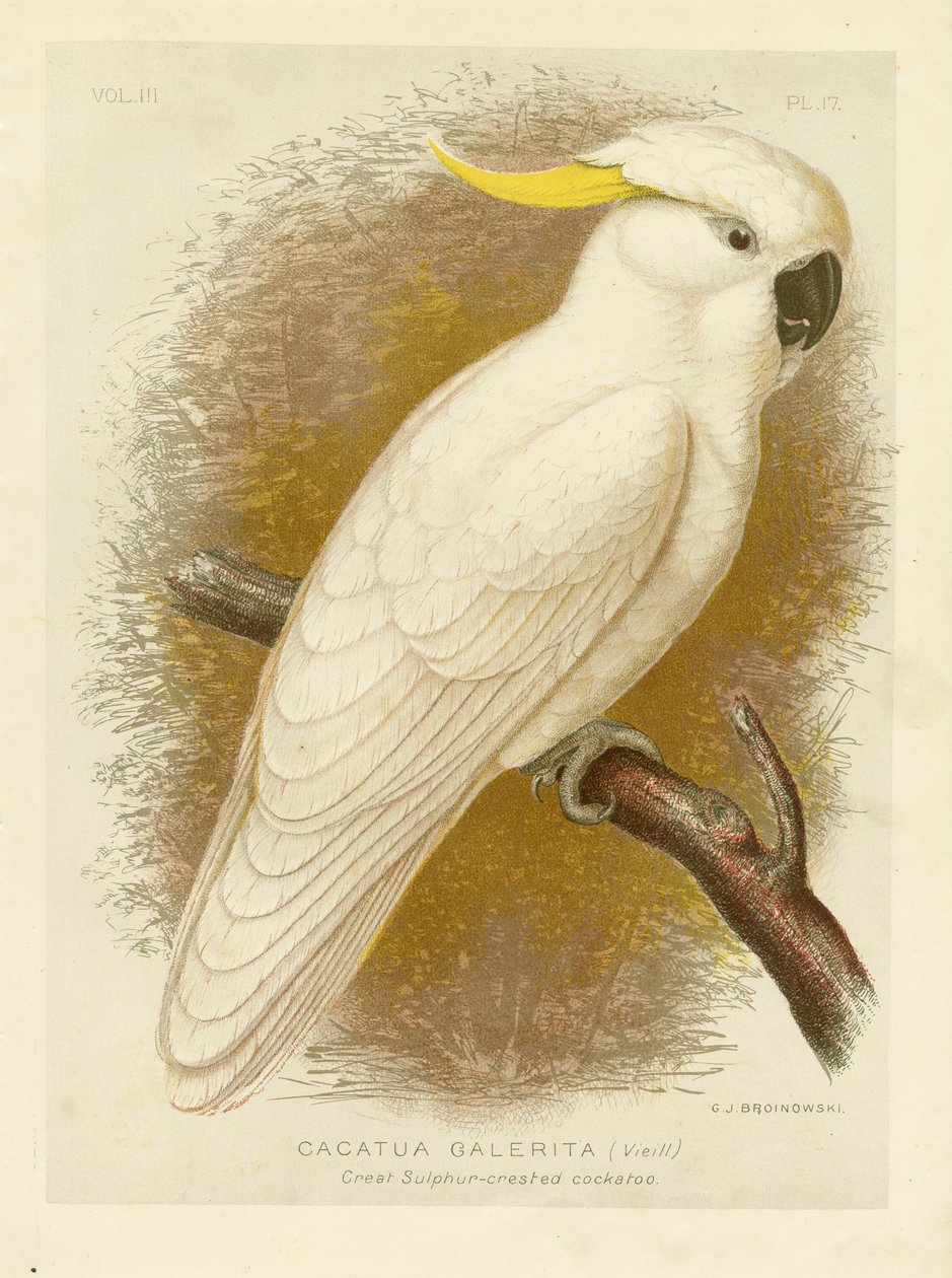 Suuri rikkiharjakakadu, 1891 tekijältä Gracius Broinowski
