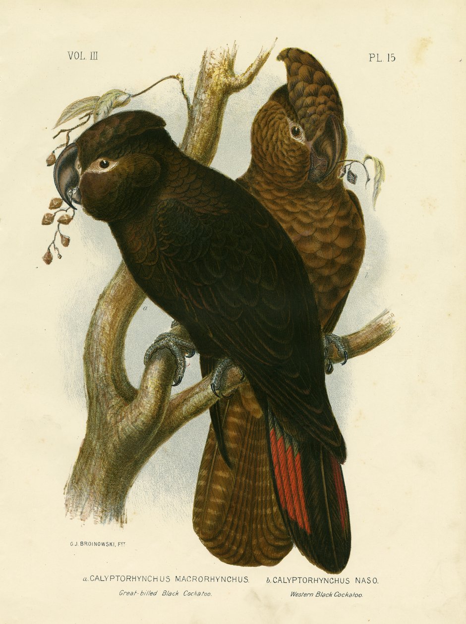 Mustakakadu, suurnokkakakadu, 1891 tekijältä Gracius Broinowski