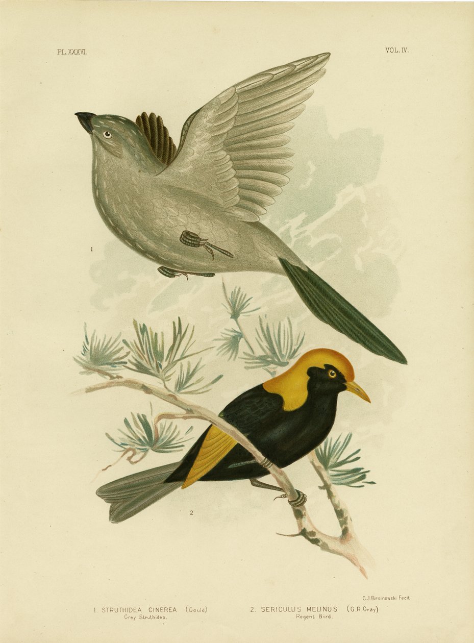 Harmaa Struthidea tai Apostolilintu, 1891 tekijältä Gracius Broinowski