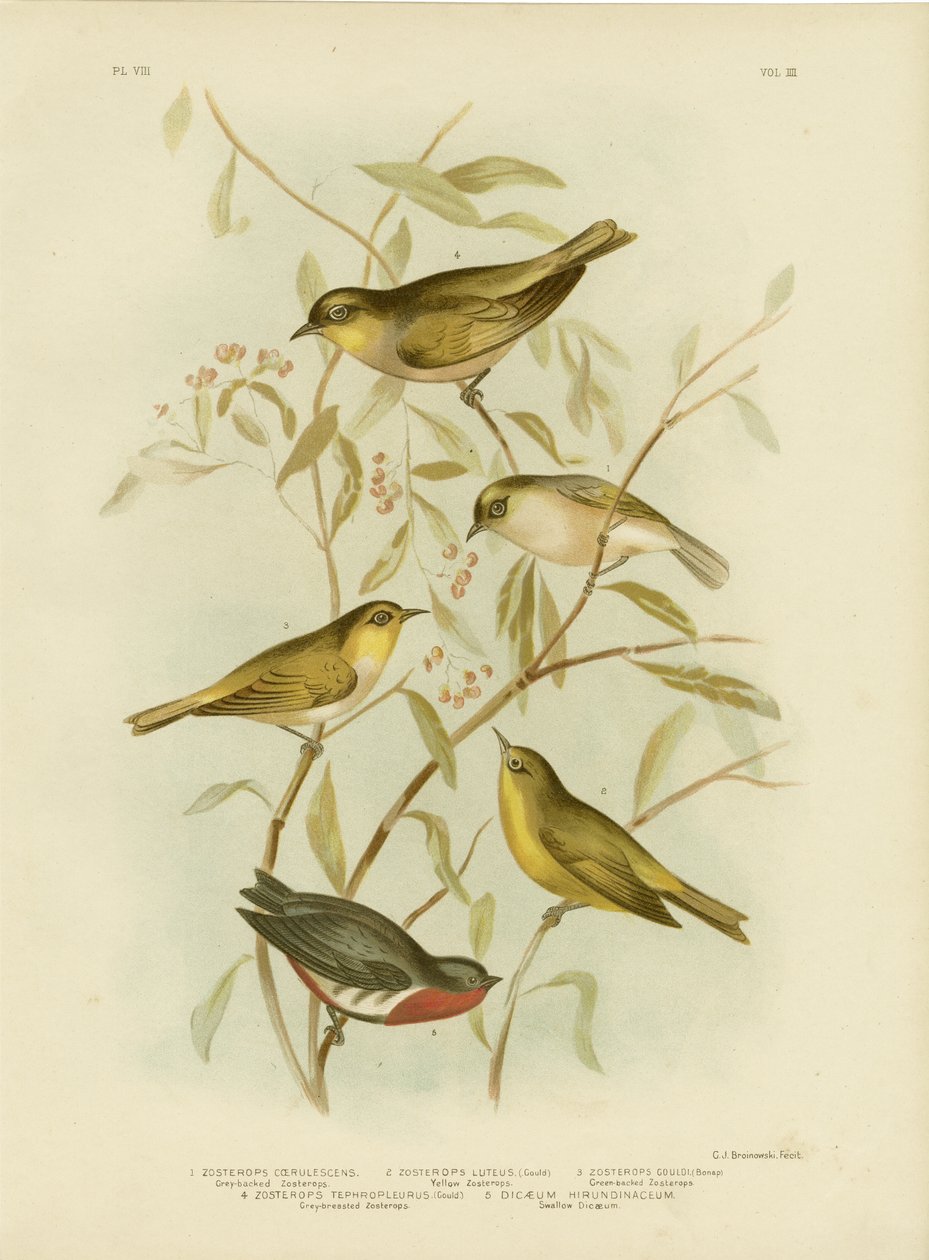 Harmaaselkäinen Zosterops, 1891 tekijältä Gracius Broinowski