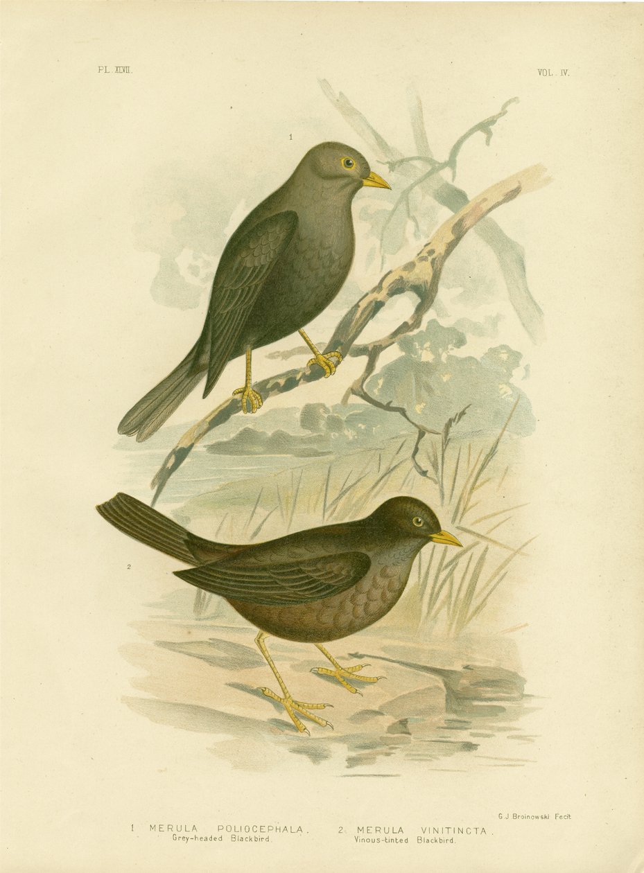 Harmapäinen mustarastas, 1891 tekijältä Gracius Broinowski