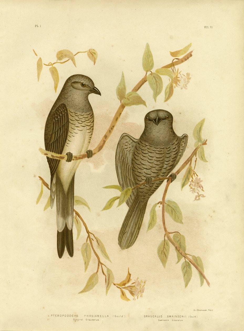 Ground Graucalus tai Ground Cuckoo Shrike, 1891 tekijältä Gracius Broinowski