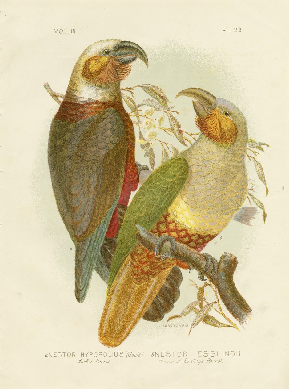 Kaka Papukaija, 1891 tekijältä Gracius Broinowski