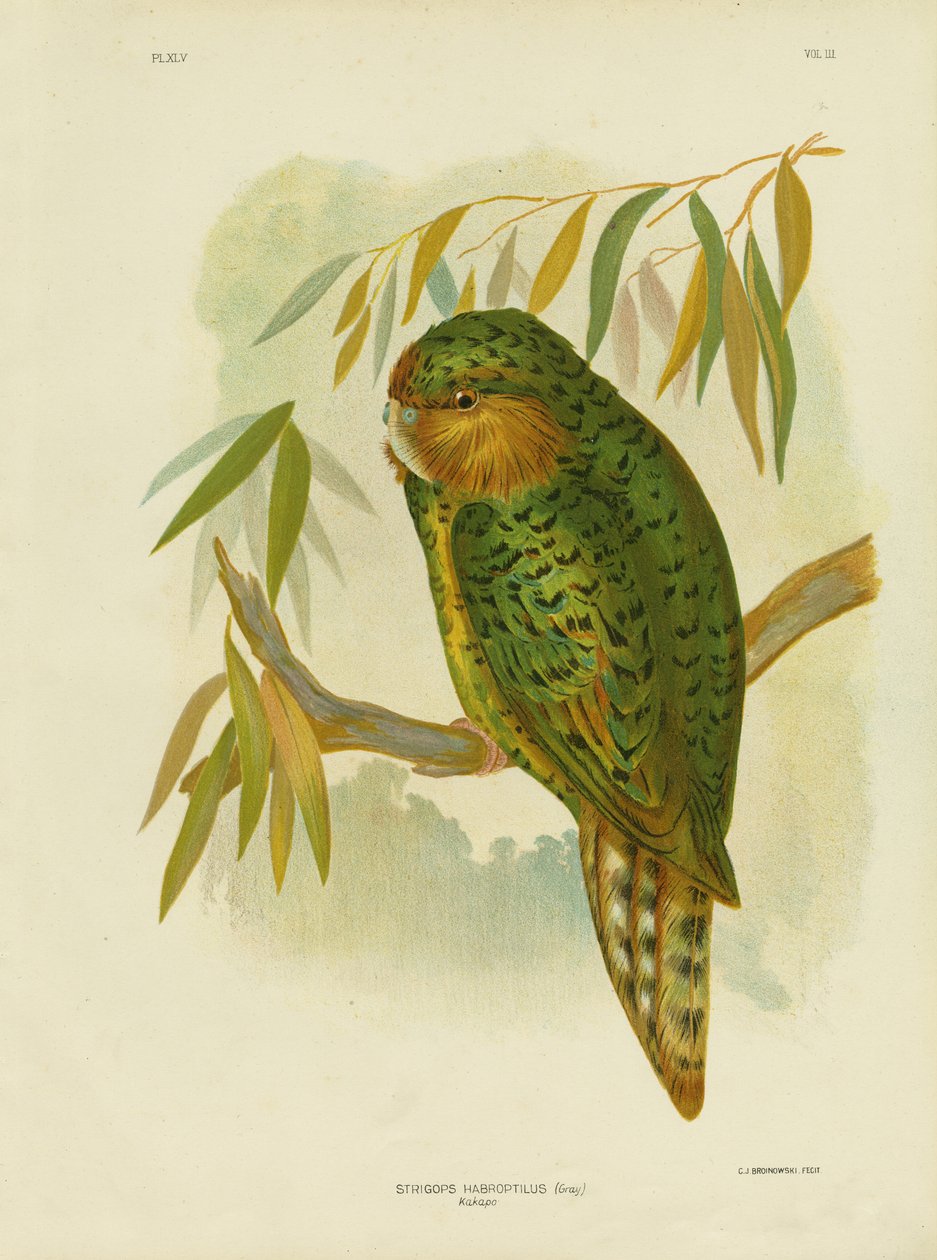 Kakapo, 1891 tekijältä Gracius Broinowski