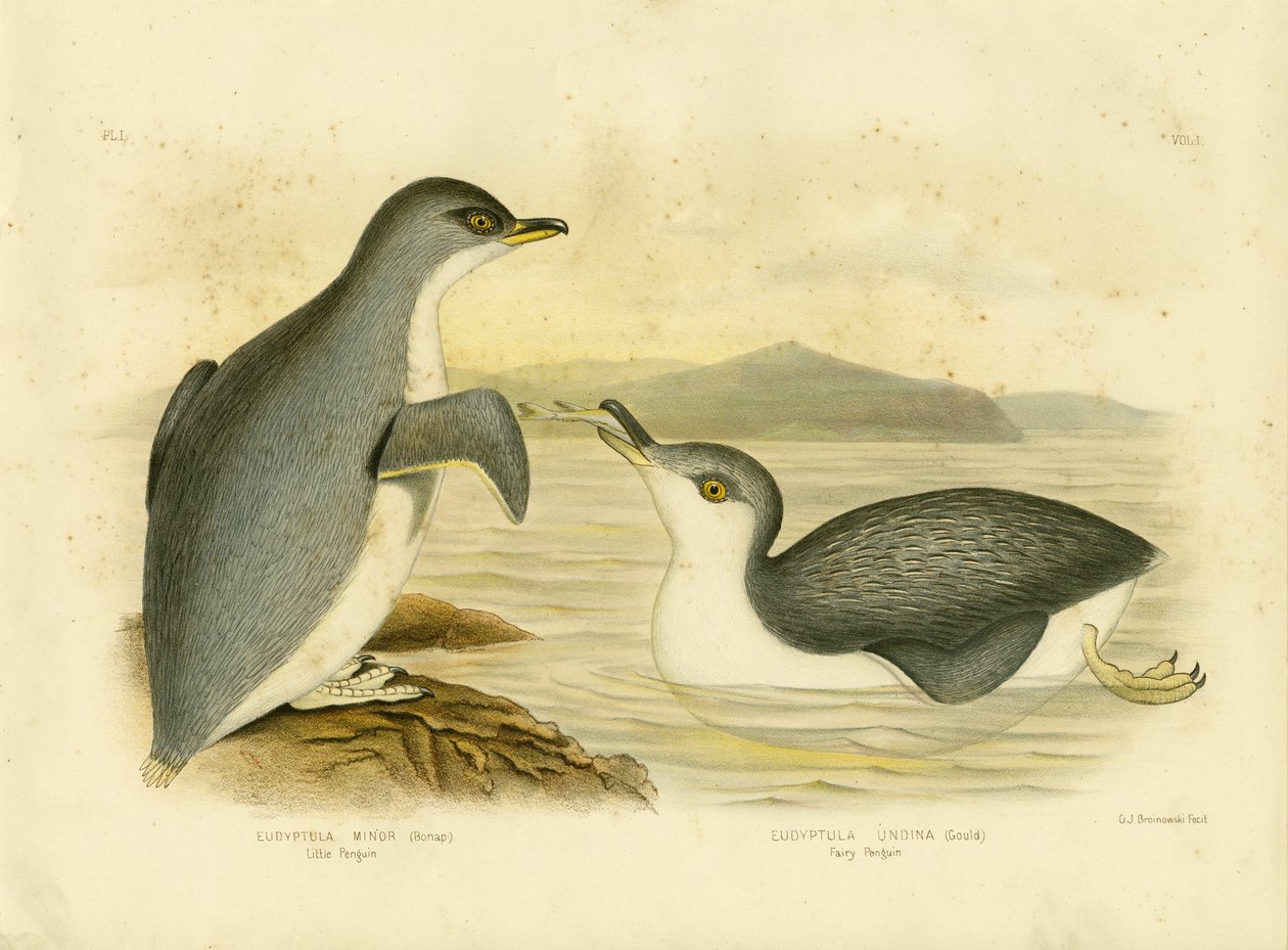 Pikku pingviini, 1891 tekijältä Gracius Broinowski