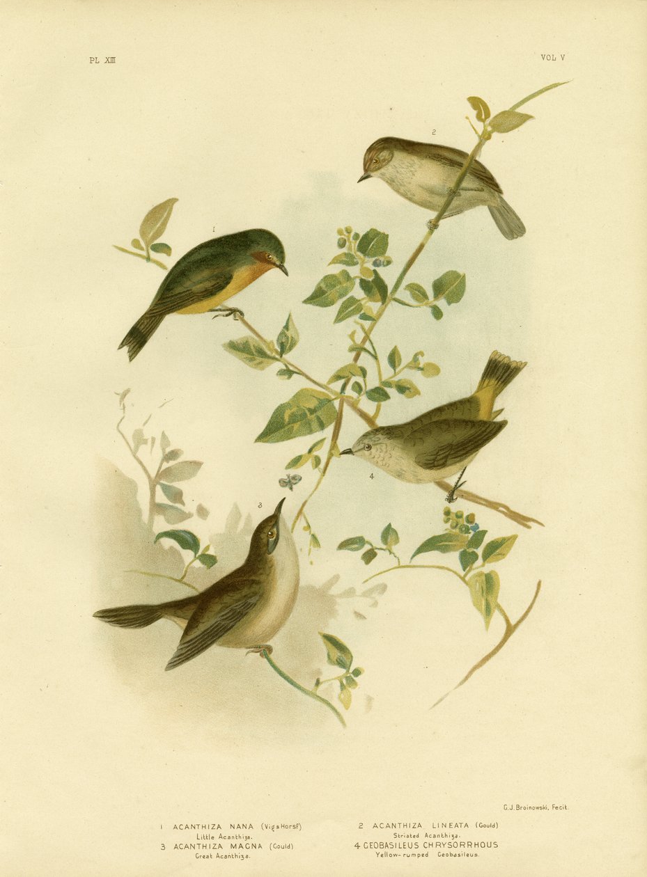 Pieni orjanokka tai keltainen orjanokka, 1891 tekijältä Gracius Broinowski