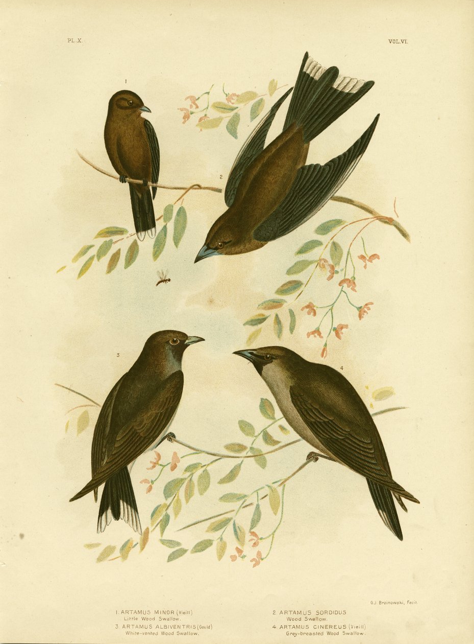 Pikku metsäpääskynen, 1891 tekijältä Gracius Broinowski