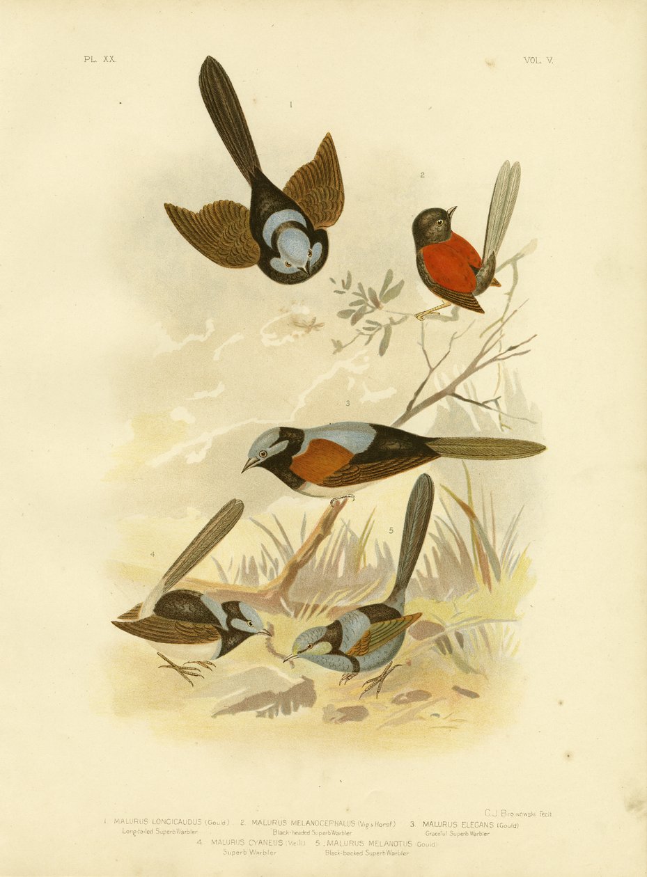 Pitkähäntäinen kanahaukka, 1891 tekijältä Gracius Broinowski