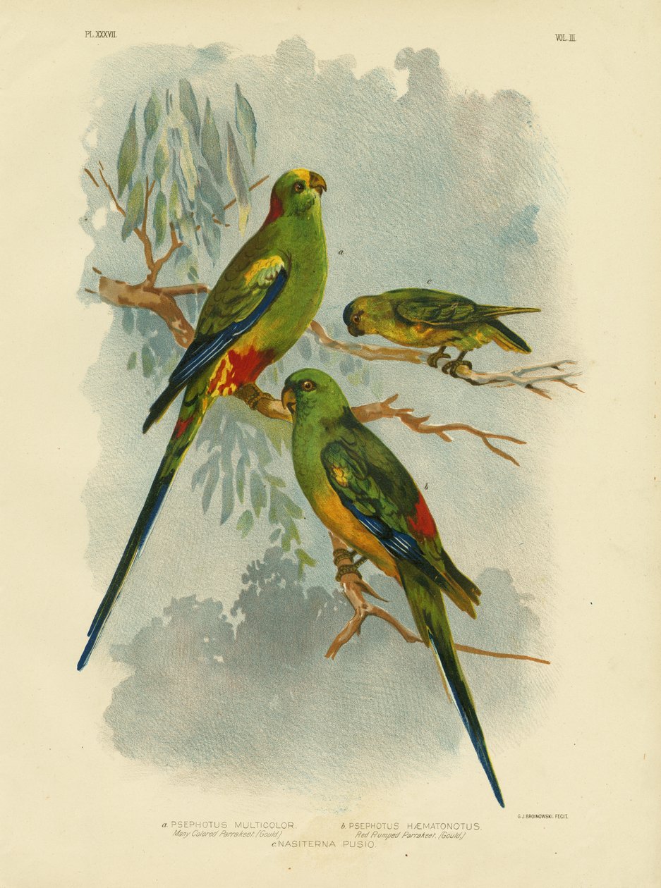 Monivärinen papukaija, 1891 tekijältä Gracius Broinowski