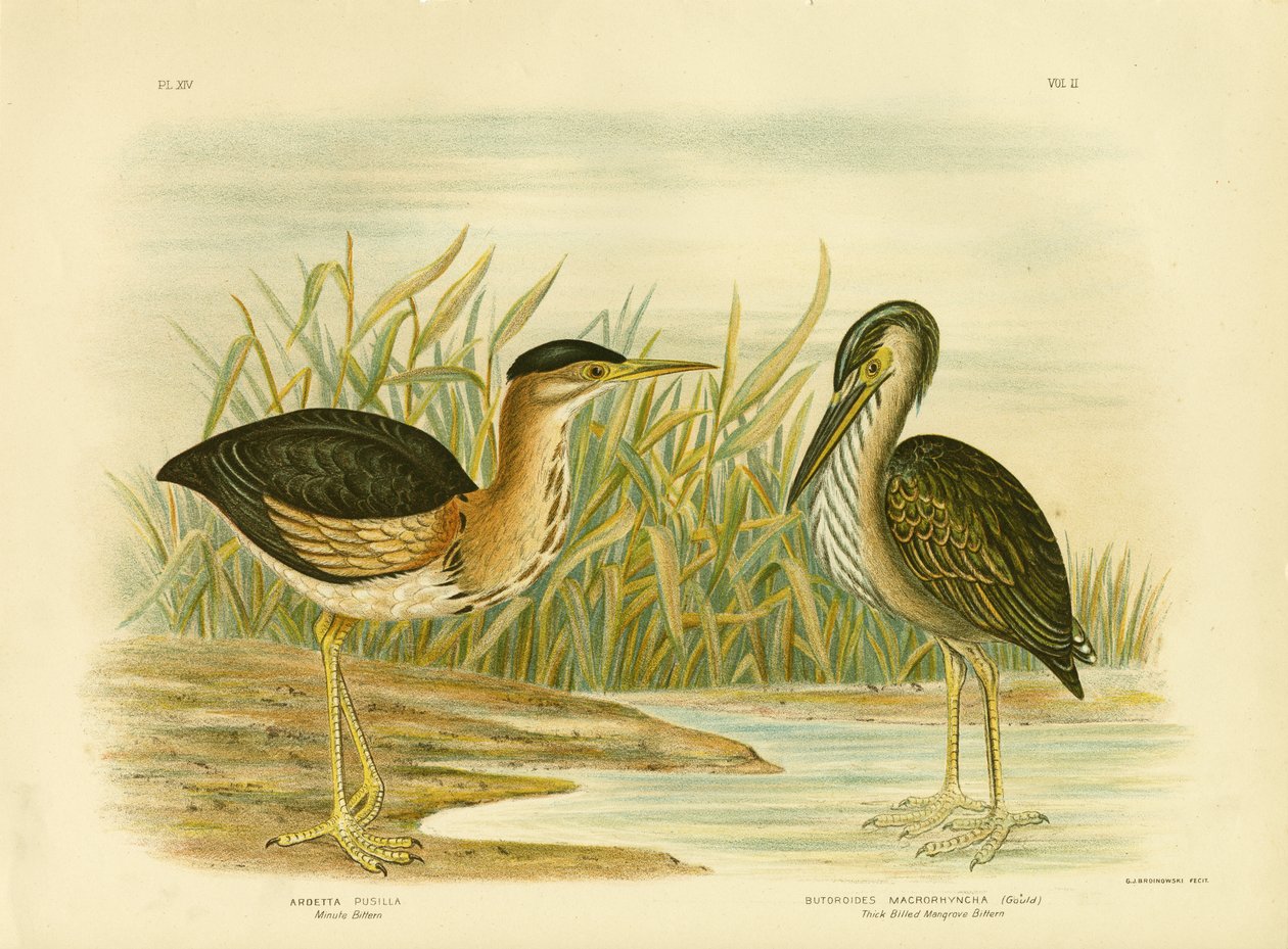Minut Bittern, 1891 tekijältä Gracius Broinowski