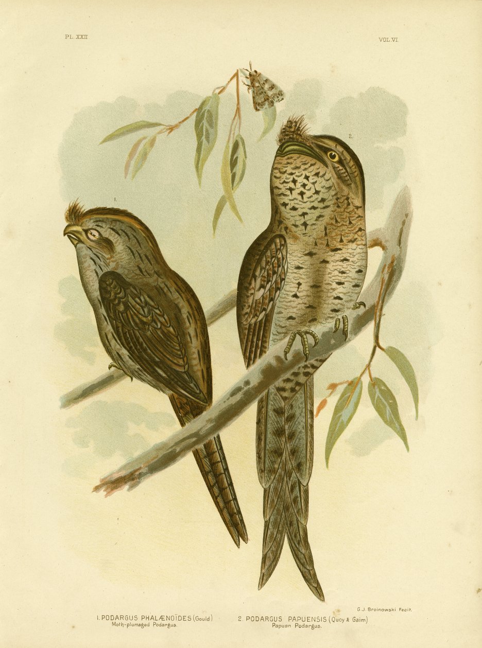 Moth-plumaged Podargus, 1891 tekijältä Gracius Broinowski