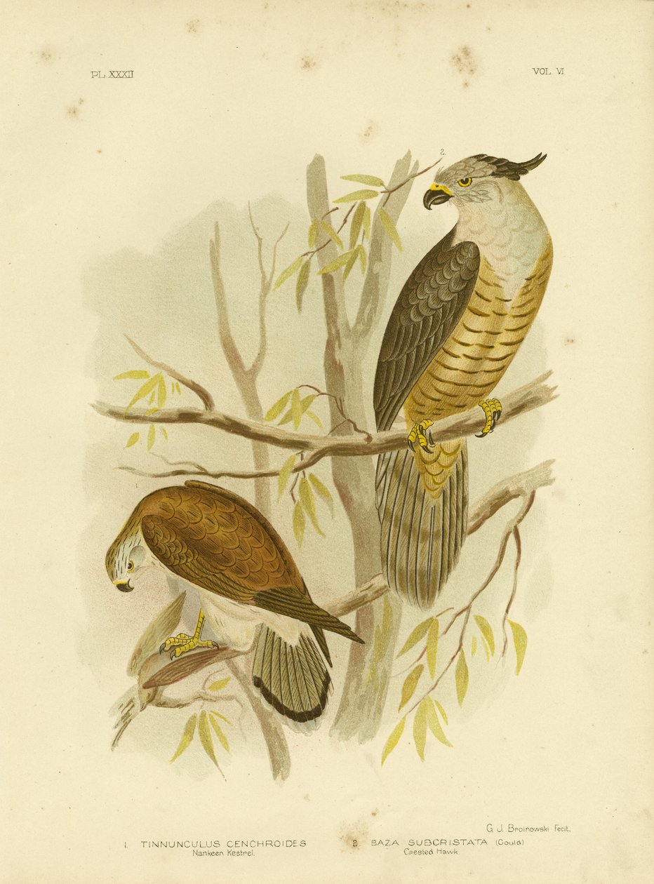 Nankeen Kestrel tai Australian Kestrel, 1891 tekijältä Gracius Broinowski