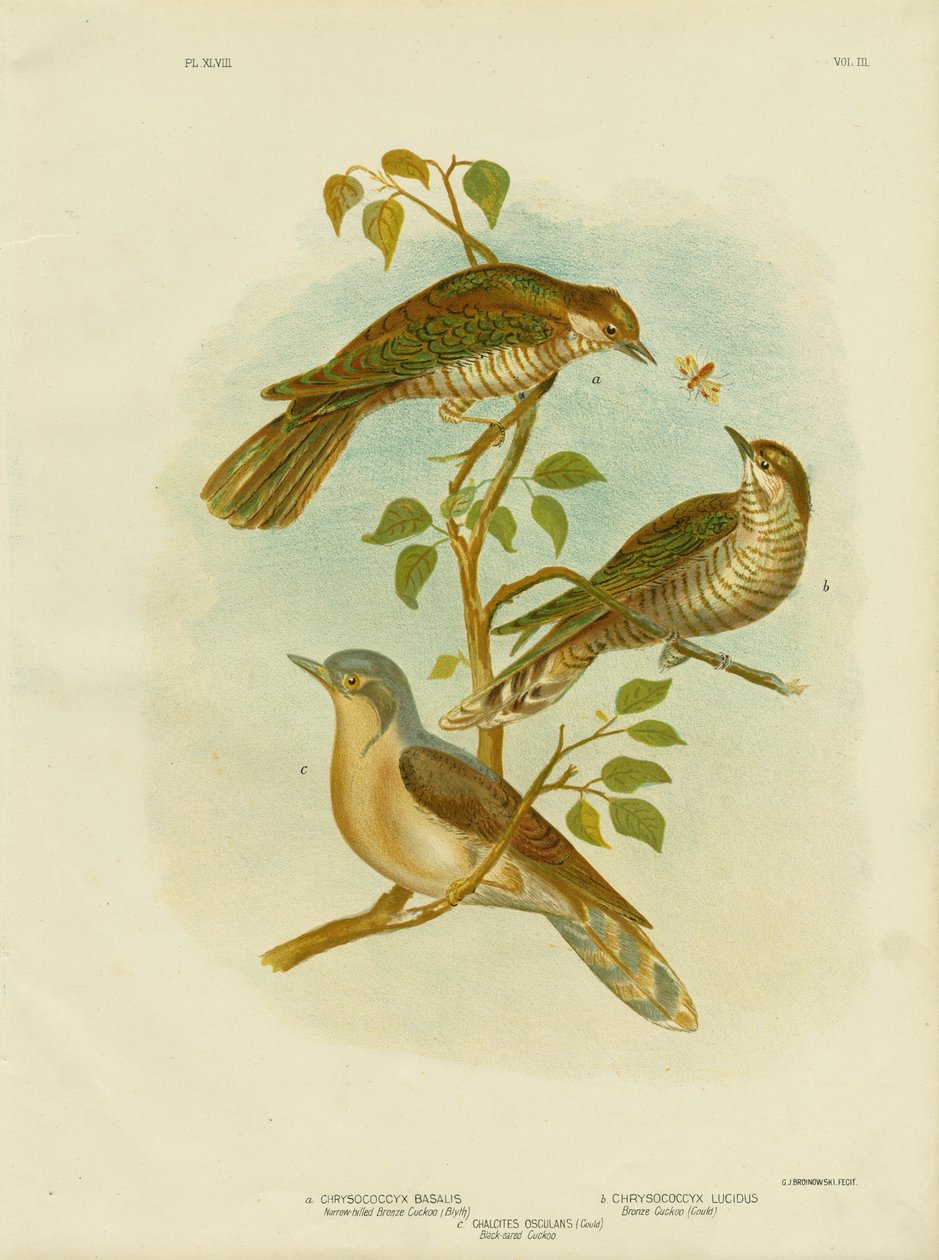 Kapeanokkainen pronssikäki, 1891 tekijältä Gracius Broinowski