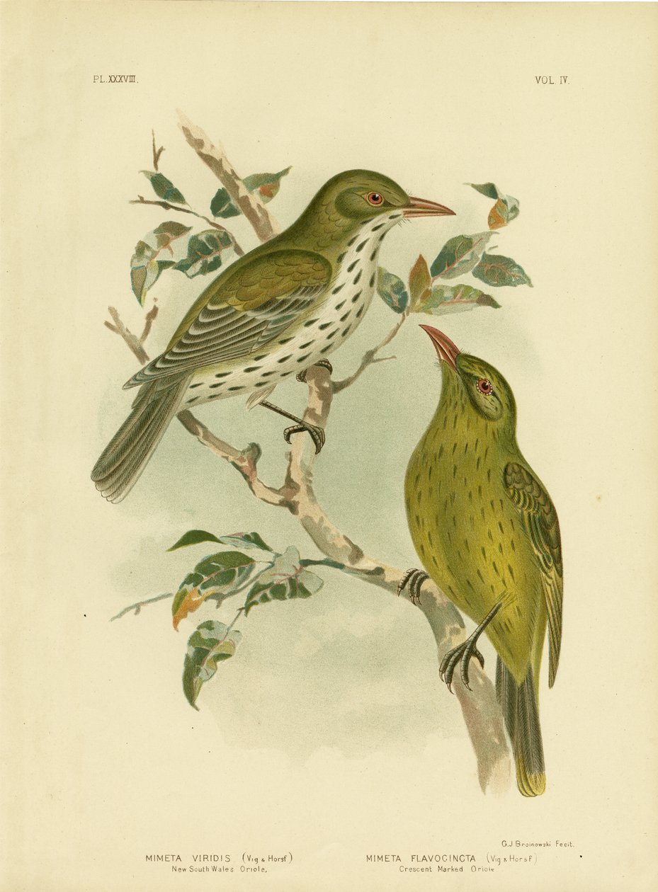 New South Wales Oriole tai Green Oropendola, 1891 tekijältä Gracius Broinowski