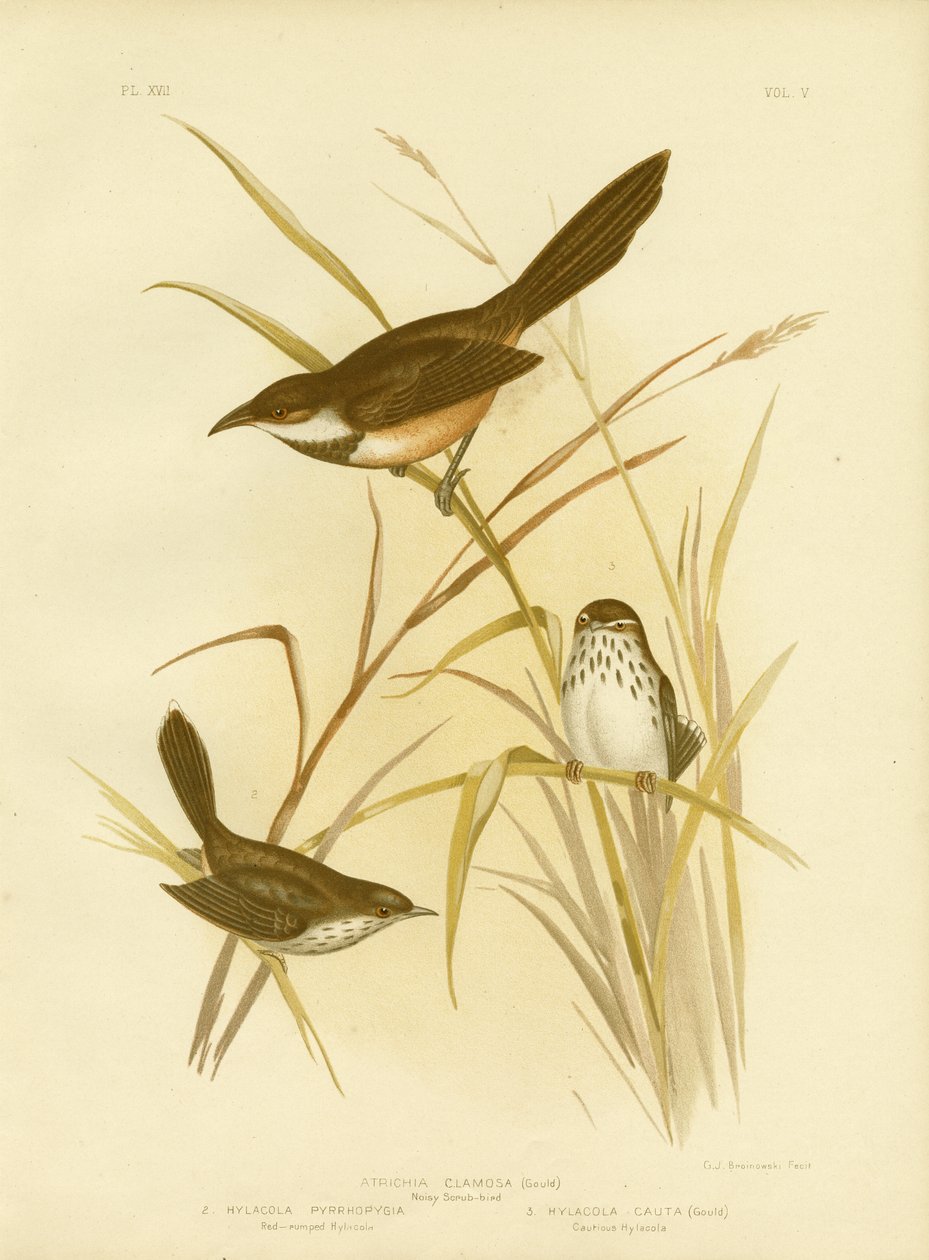 Noisy Scrub Bird, 1891 tekijältä Gracius Broinowski