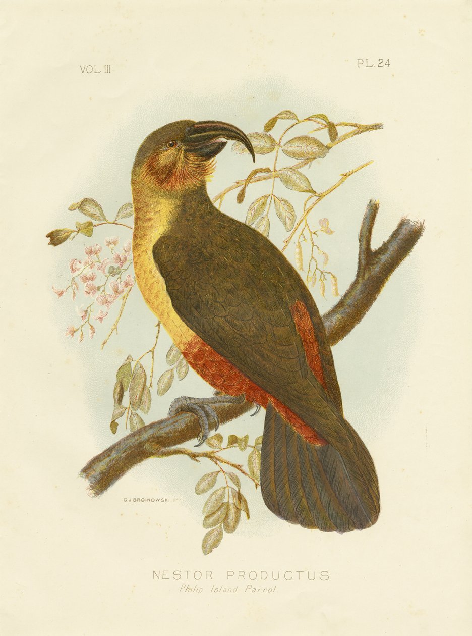 Norfolk Kaka, 1891 tekijältä Gracius Broinowski
