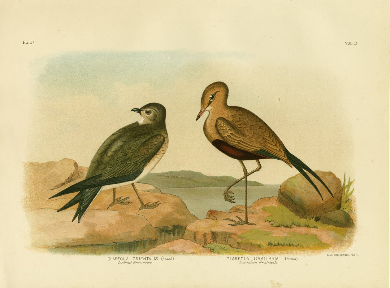 Oriental Pratincole Or Small Pratincole, 1891 tekijältä Gracius Broinowski