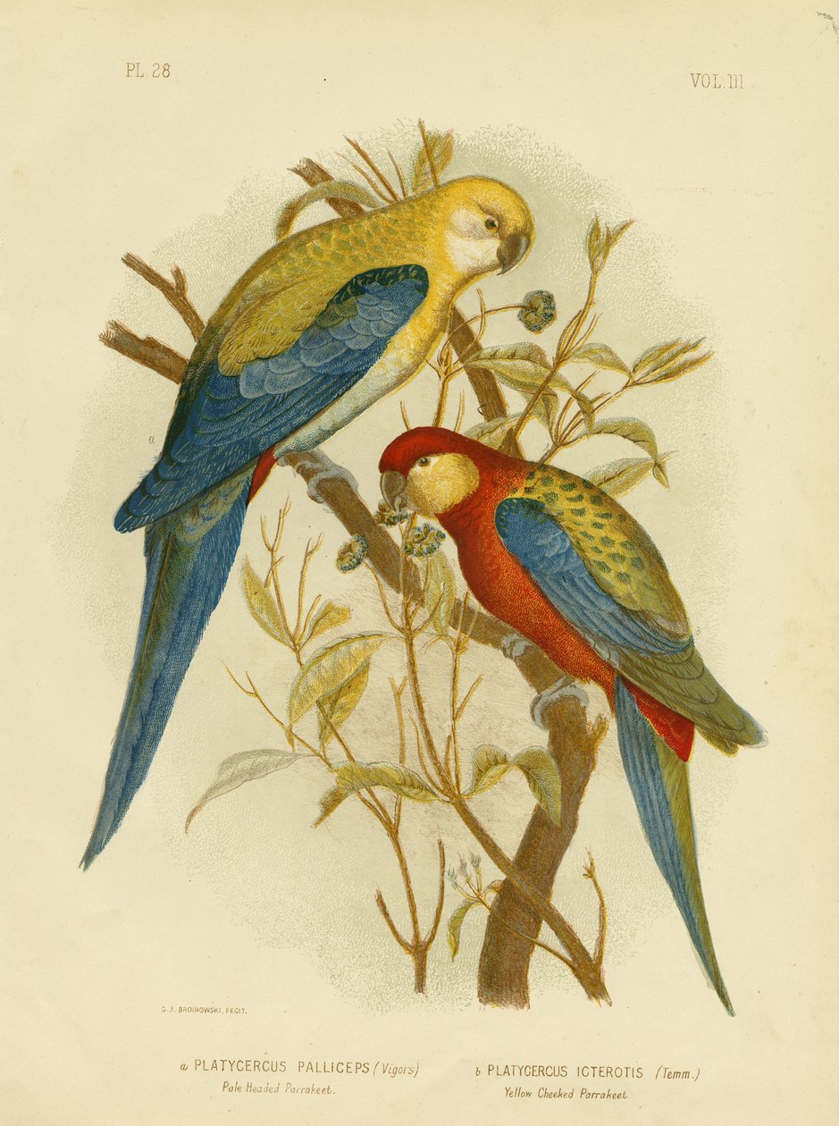 Vaaleapäinen papukaija tai vaaleapäinen Rosella, 1891 tekijältä Gracius Broinowski