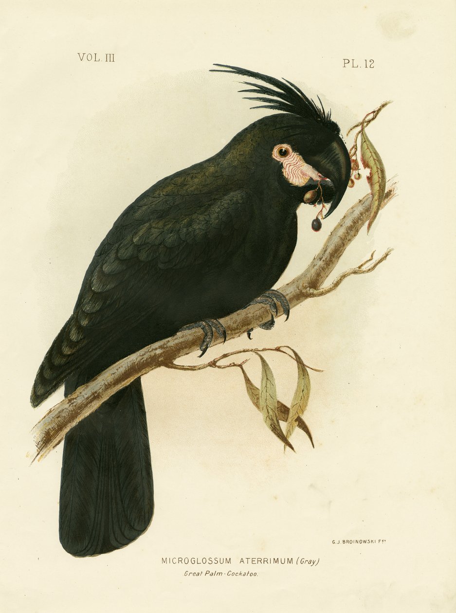 Palmukakadu, 1891 tekijältä Gracius Broinowski