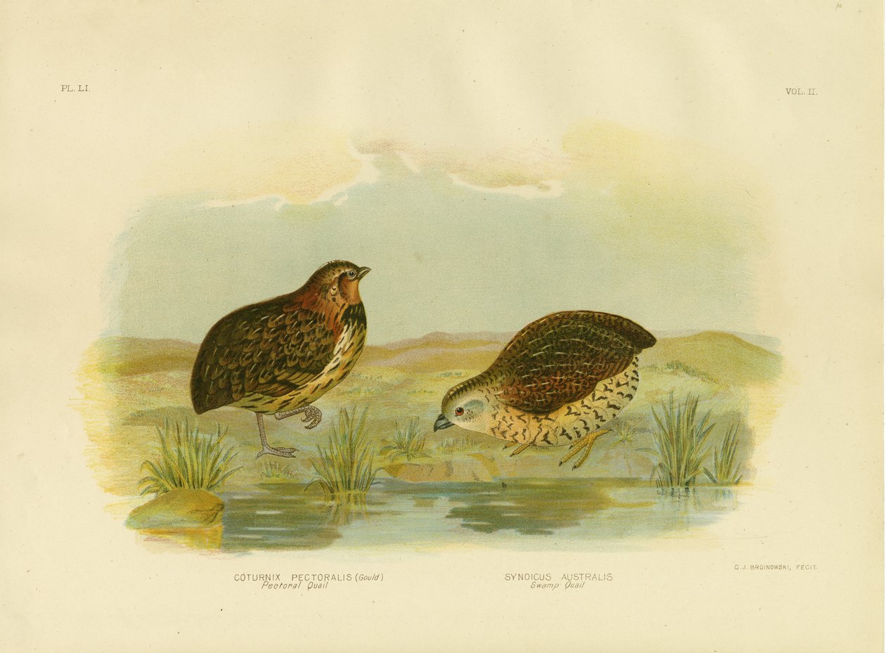 Rintaviiriäinen, 1891 tekijältä Gracius Broinowski