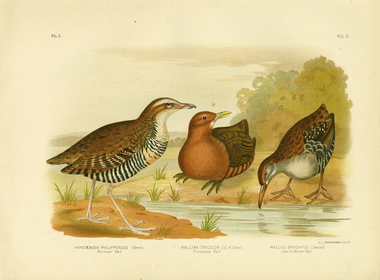 Pectoral Rail, 1891 tekijältä Gracius Broinowski
