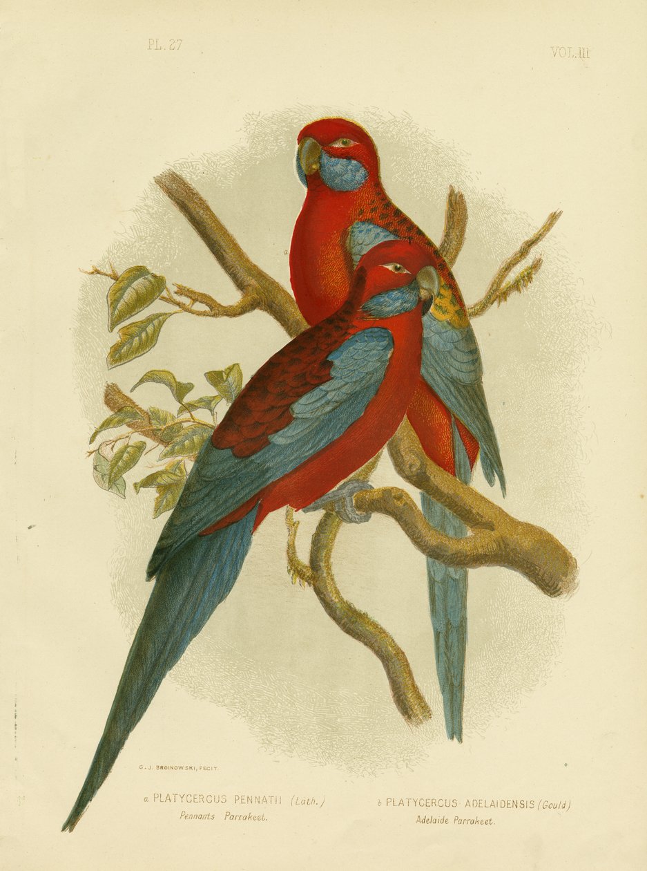 Pennants Parakeet Or Crimson Rosella, 1891 tekijältä Gracius Broinowski