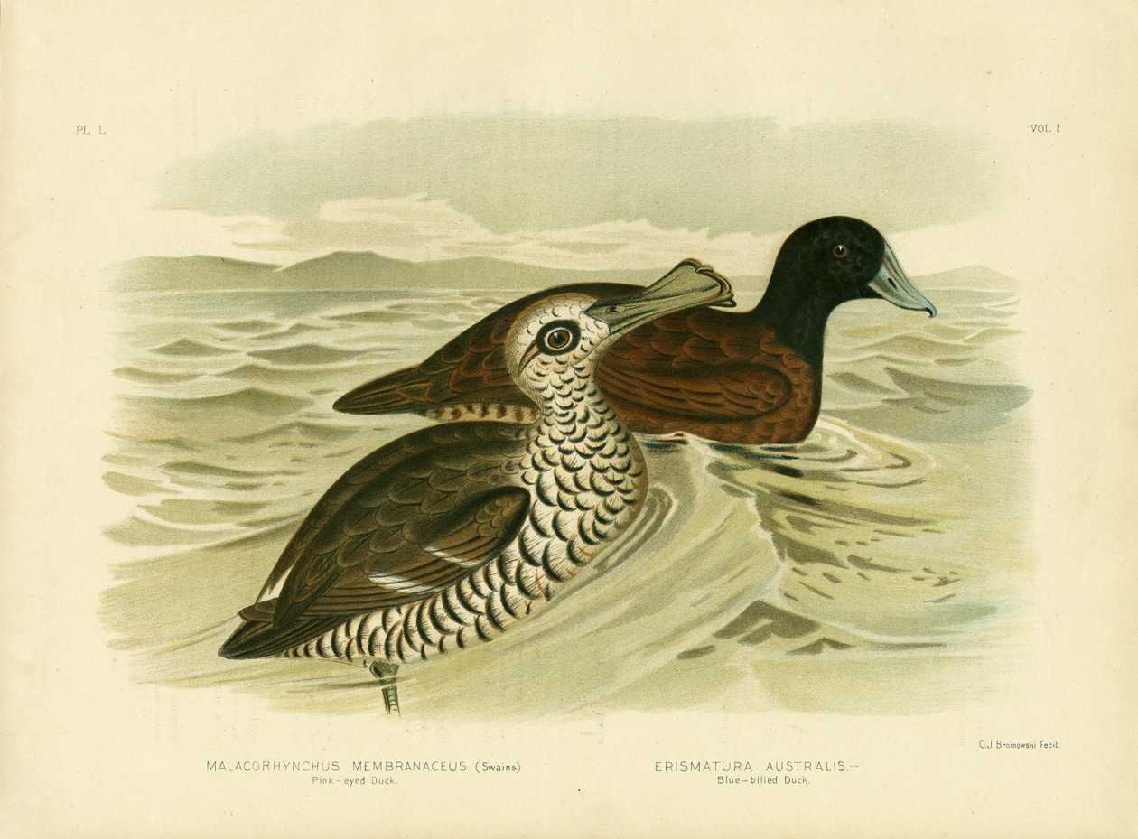 Pinkkisilmäinen ankka, 1891 tekijältä Gracius Broinowski