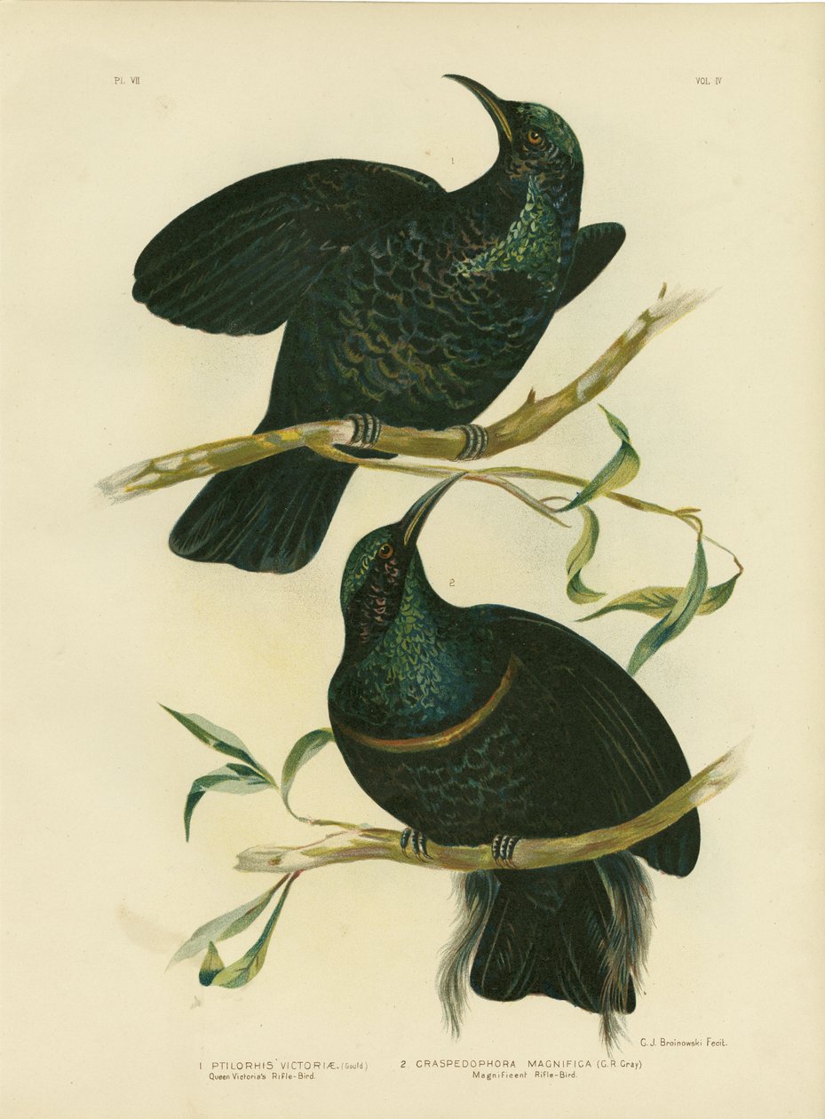 Kuningatar Victorian kiväärilintu, 1891 tekijältä Gracius Broinowski