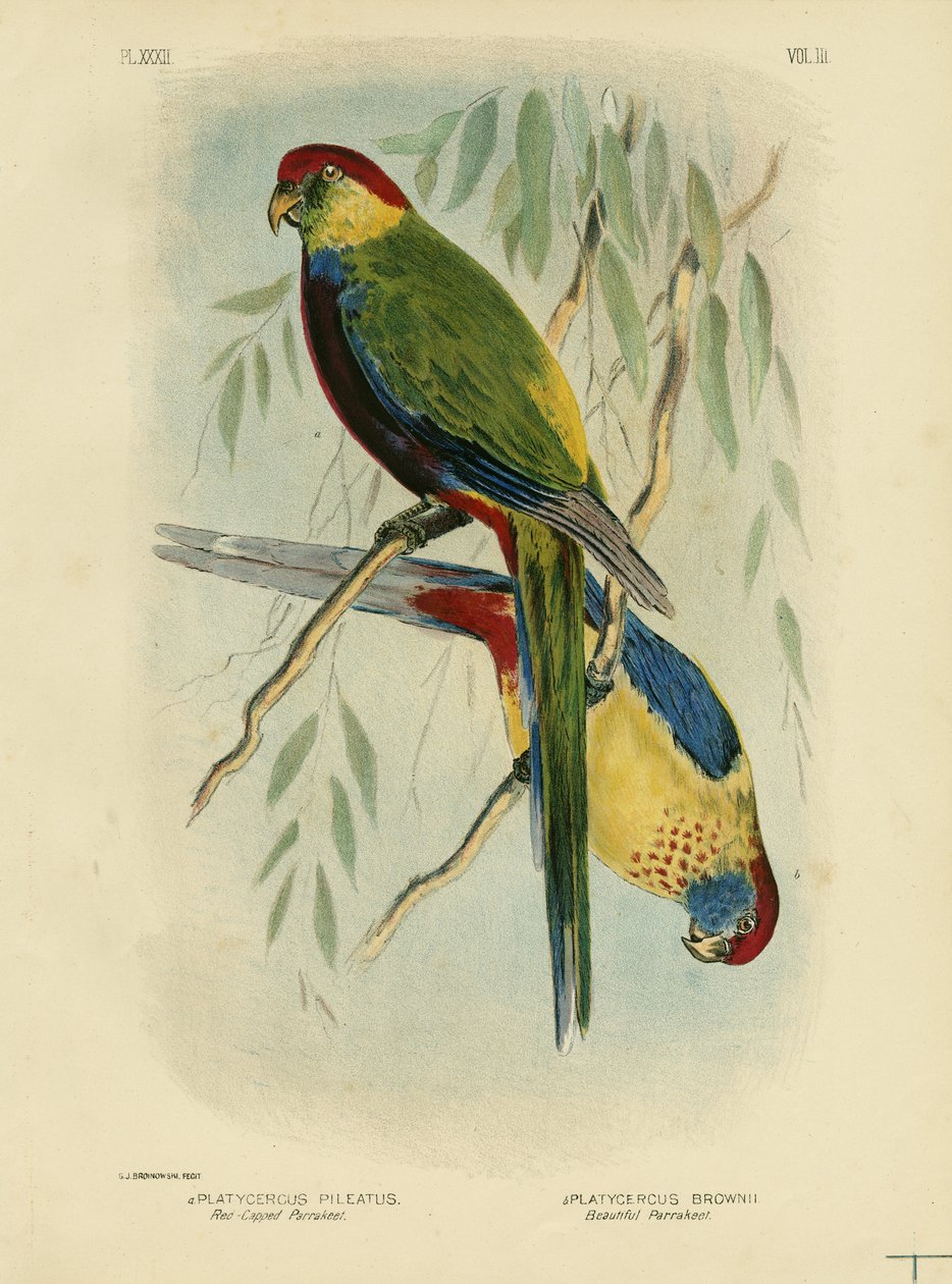 Punakärkinen papukaija, 1891 tekijältä Gracius Broinowski