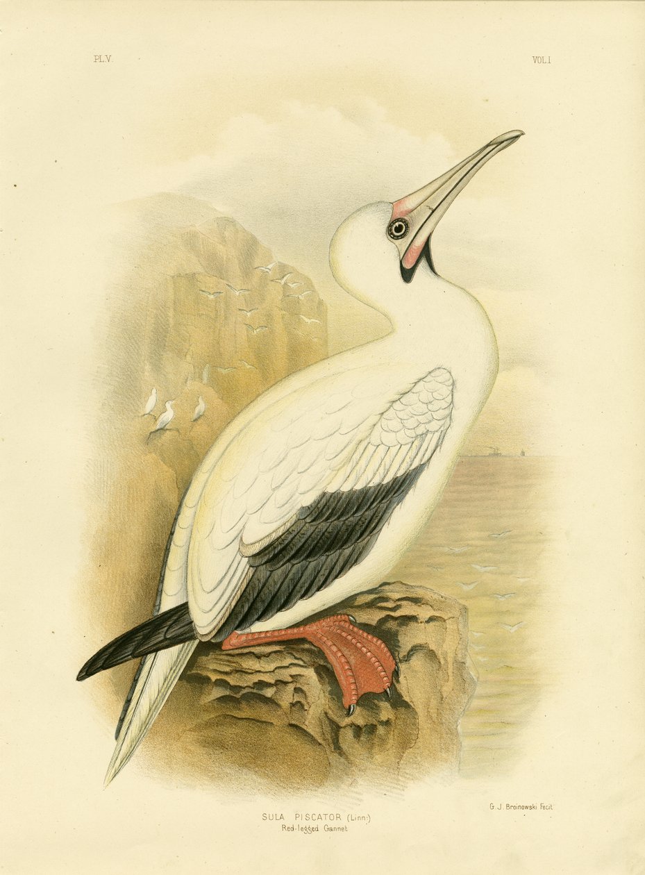 Punajalkainen suula, 1891 tekijältä Gracius Broinowski