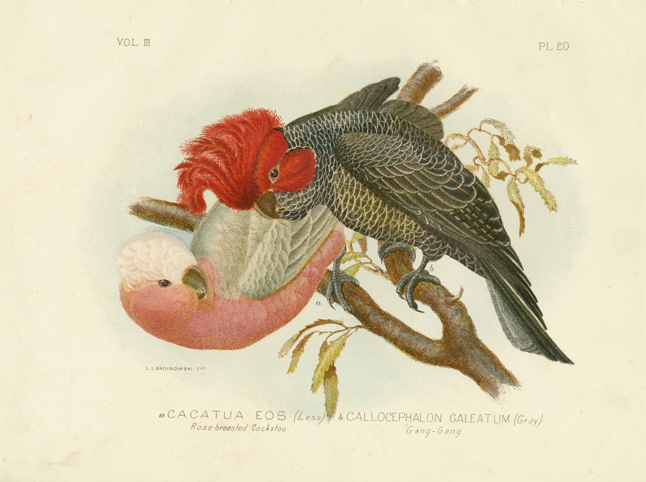 Ruusurintakakadu, 1891 tekijältä Gracius Broinowski