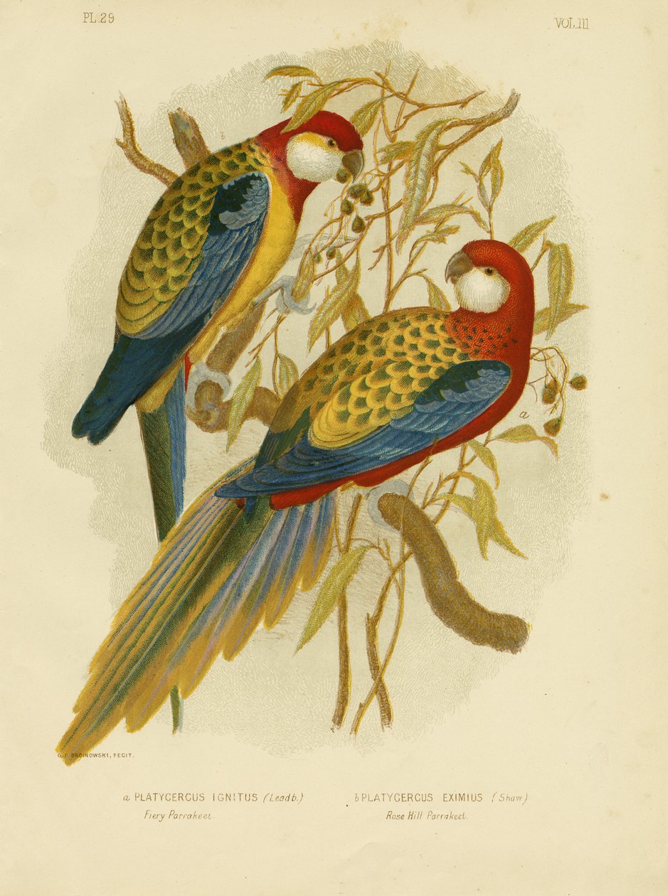 Rosella papukaija tai itärosella, 1891 tekijältä Gracius Broinowski