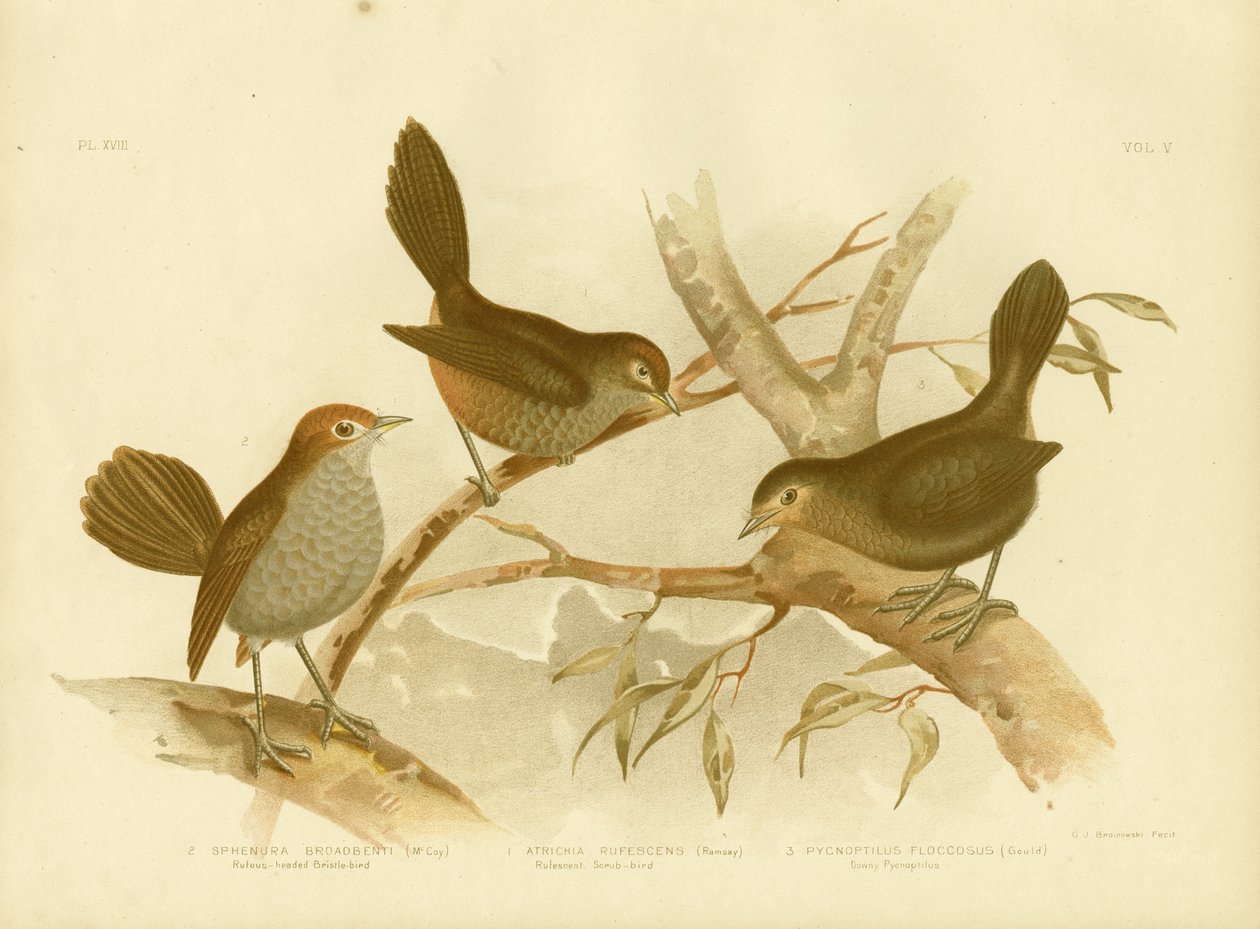Rufescent Scrub-Bird, 1891 tekijältä Gracius Broinowski