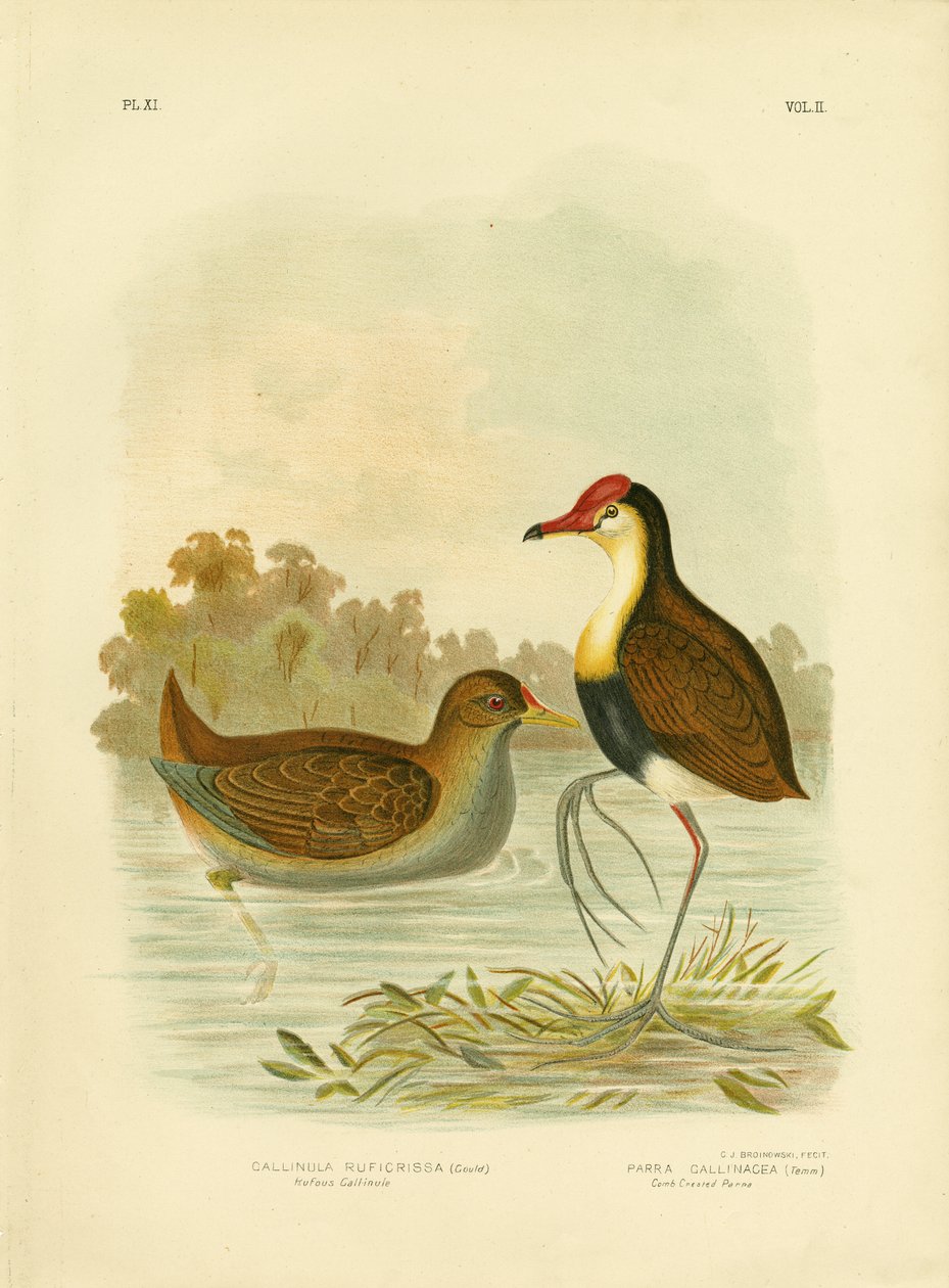 Rufous Gallinule tai Rufous-tailed Waterhen, 1891 tekijältä Gracius Broinowski