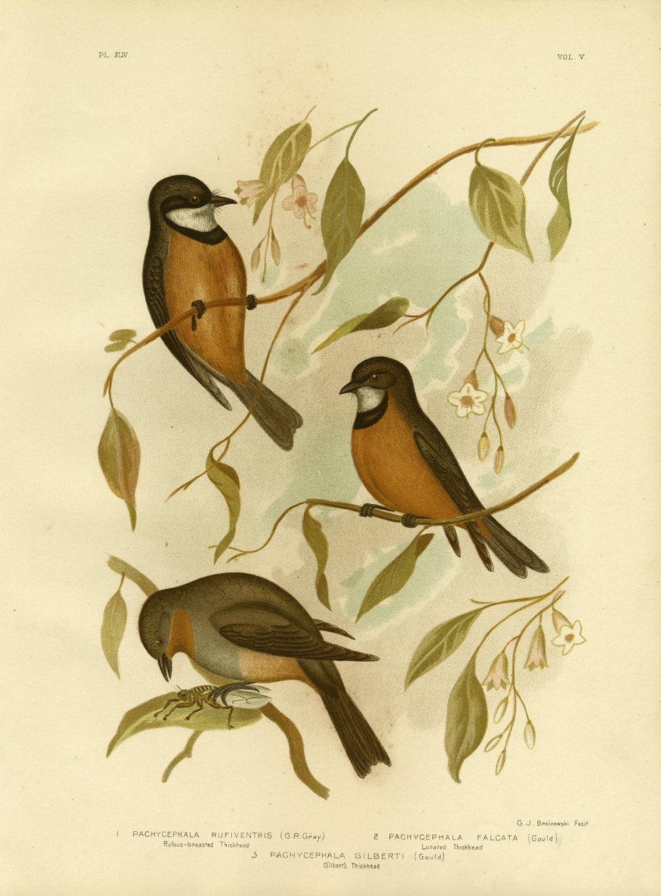 Rufous Whistler, 1891 tekijältä Gracius Broinowski