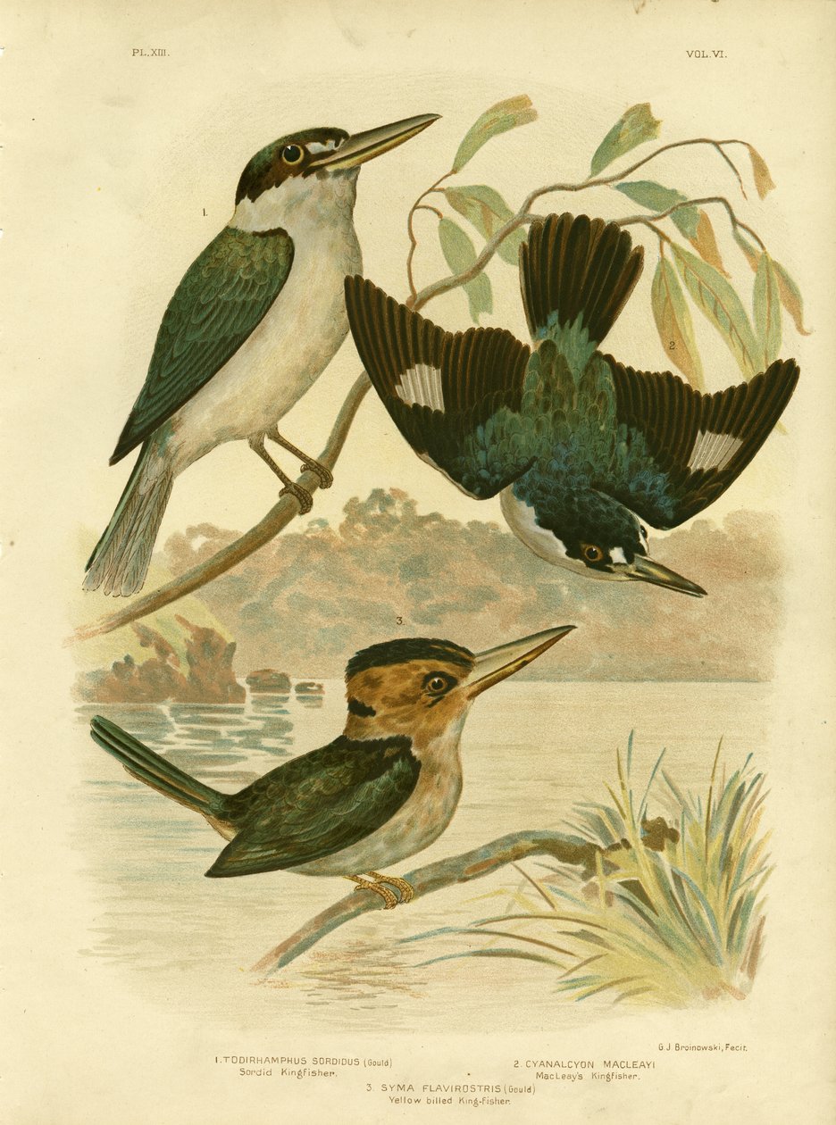 Sardid Kingfisher, 1891 tekijältä Gracius Broinowski