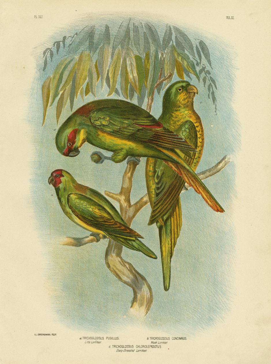 Suomuinen loriketti, 1891 tekijältä Gracius Broinowski