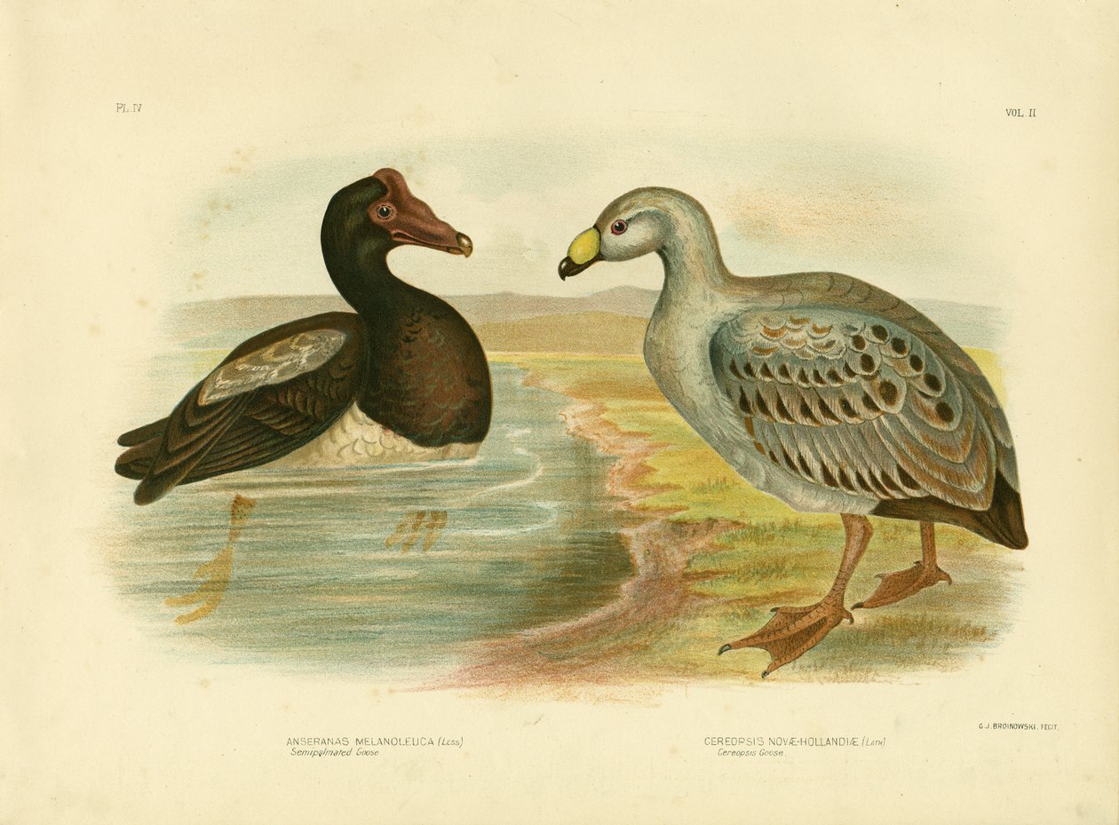 Semipalmated Goose tai Harakkahanhi, 1891 tekijältä Gracius Broinowski