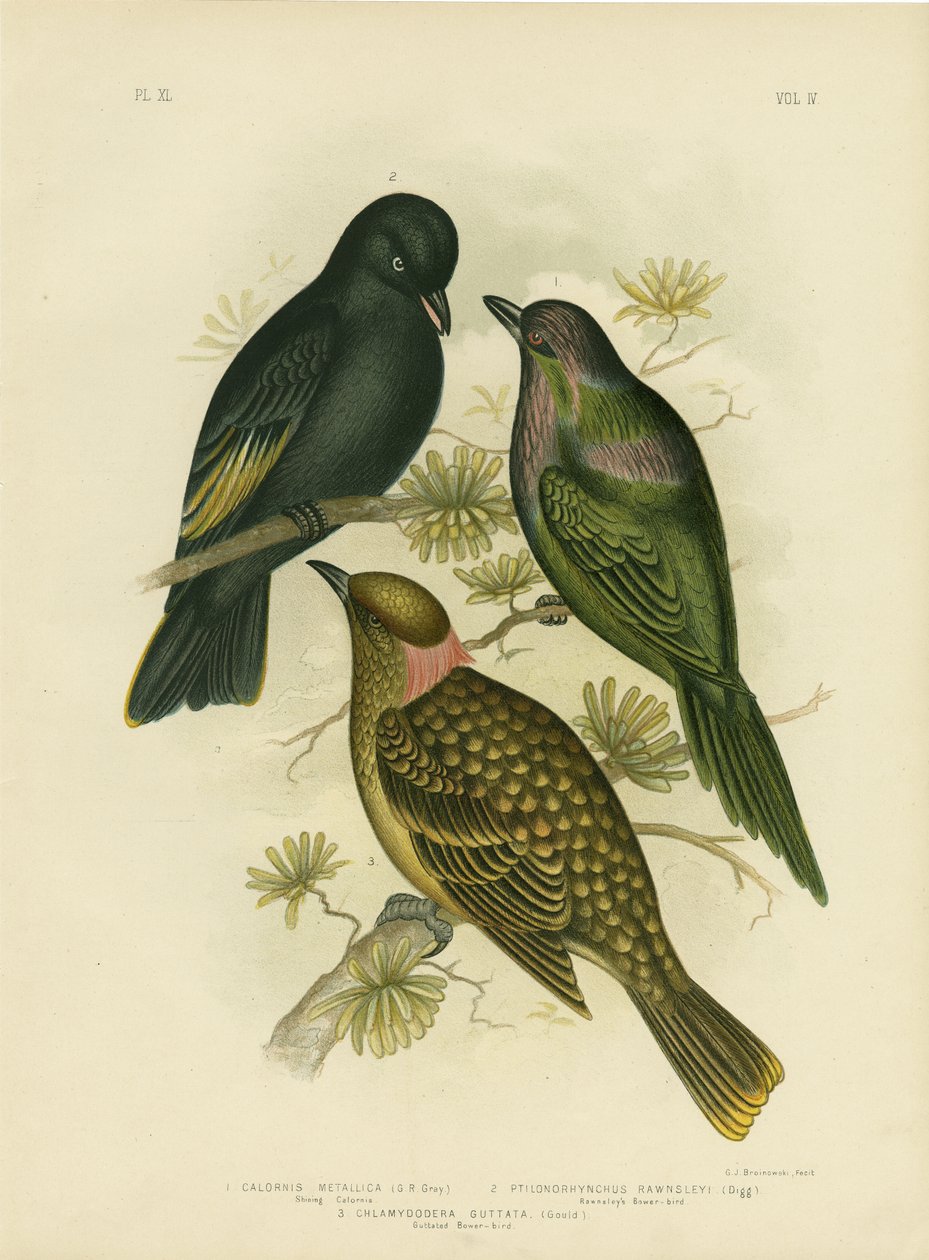 Shining Calornis tai Metallic Starling Tai Shining Starling, 1891 tekijältä Gracius Broinowski