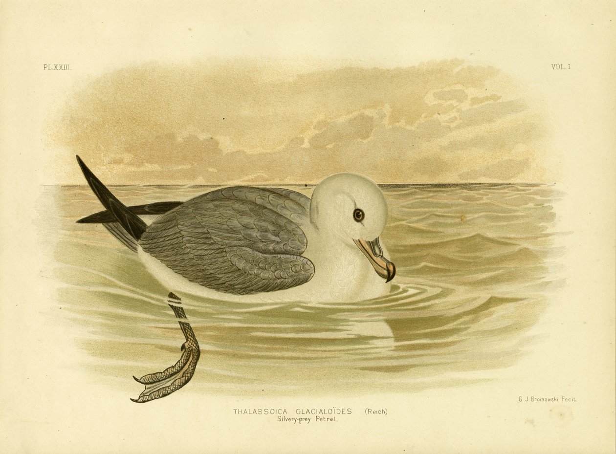 Hopeanharmaa Petrel, 1891 tekijältä Gracius Broinowski