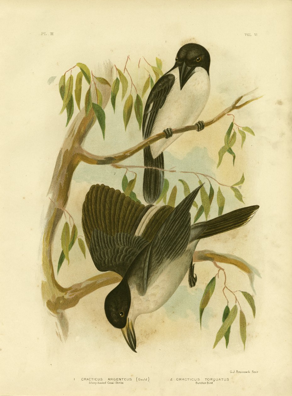 Silverys-backed Crow-Shrike tai Silver-backed Butcherbird, 1891 tekijältä Gracius Broinowski