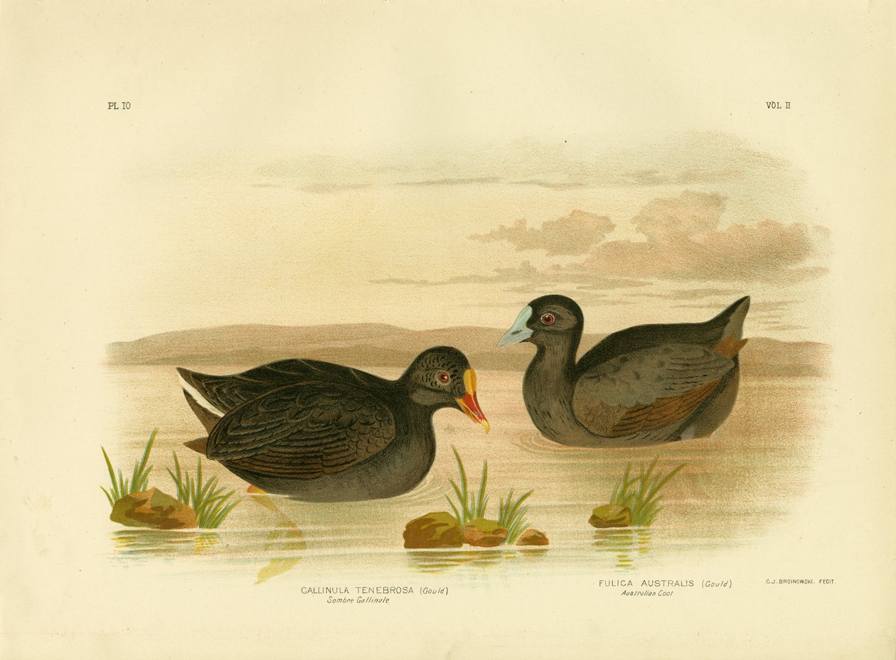 Sombre Gallinule tai Dusky Moorhen, 1891 tekijältä Gracius Broinowski