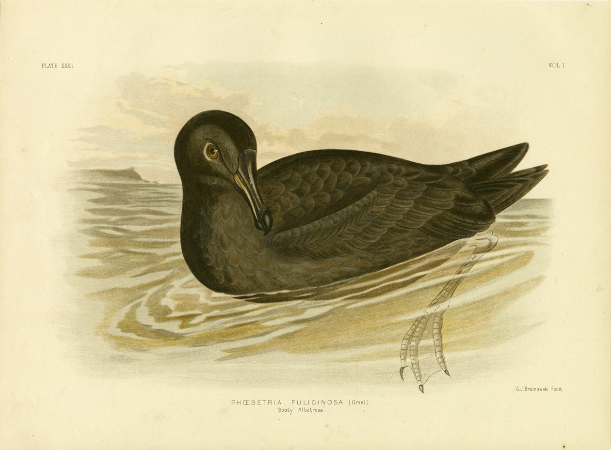 Nokialbatrossi, 1891 tekijältä Gracius Broinowski