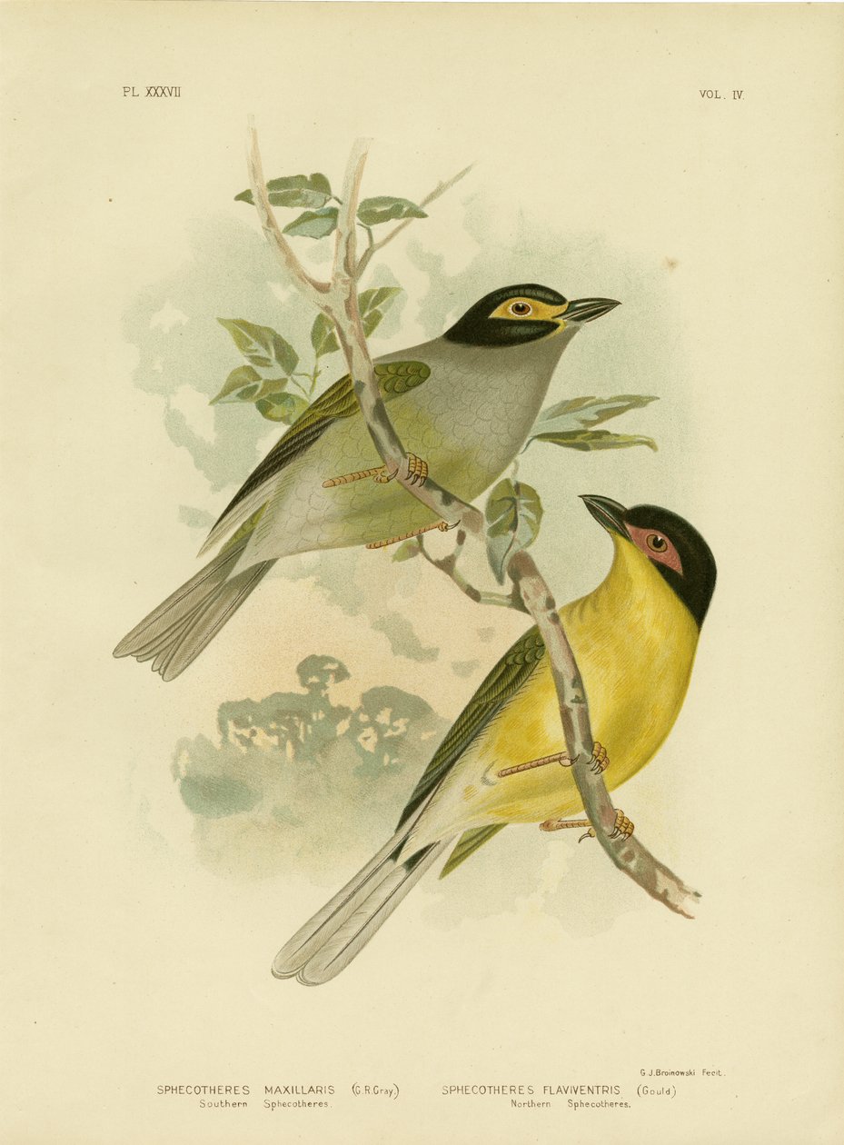 Southern Sphecotheres tai Australasian Figbird, 1891 tekijältä Gracius Broinowski