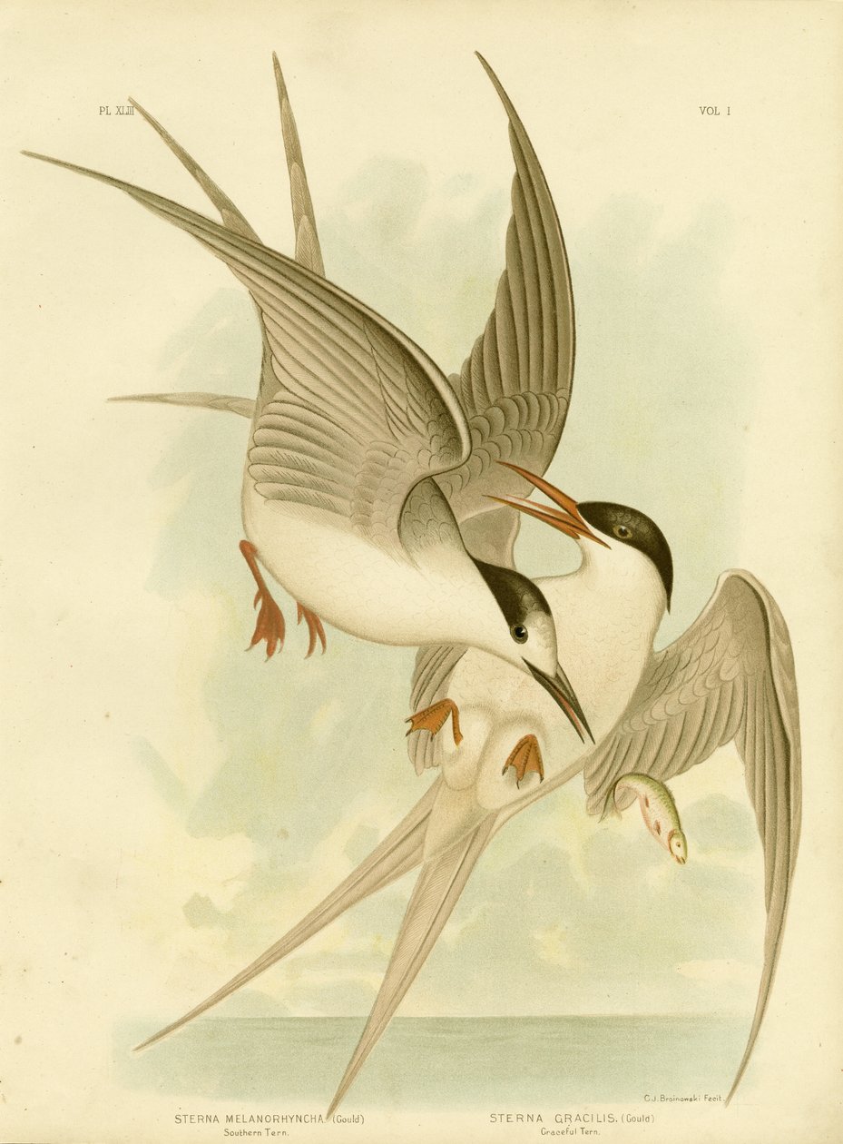 Etelätiira, 1891 tekijältä Gracius Broinowski