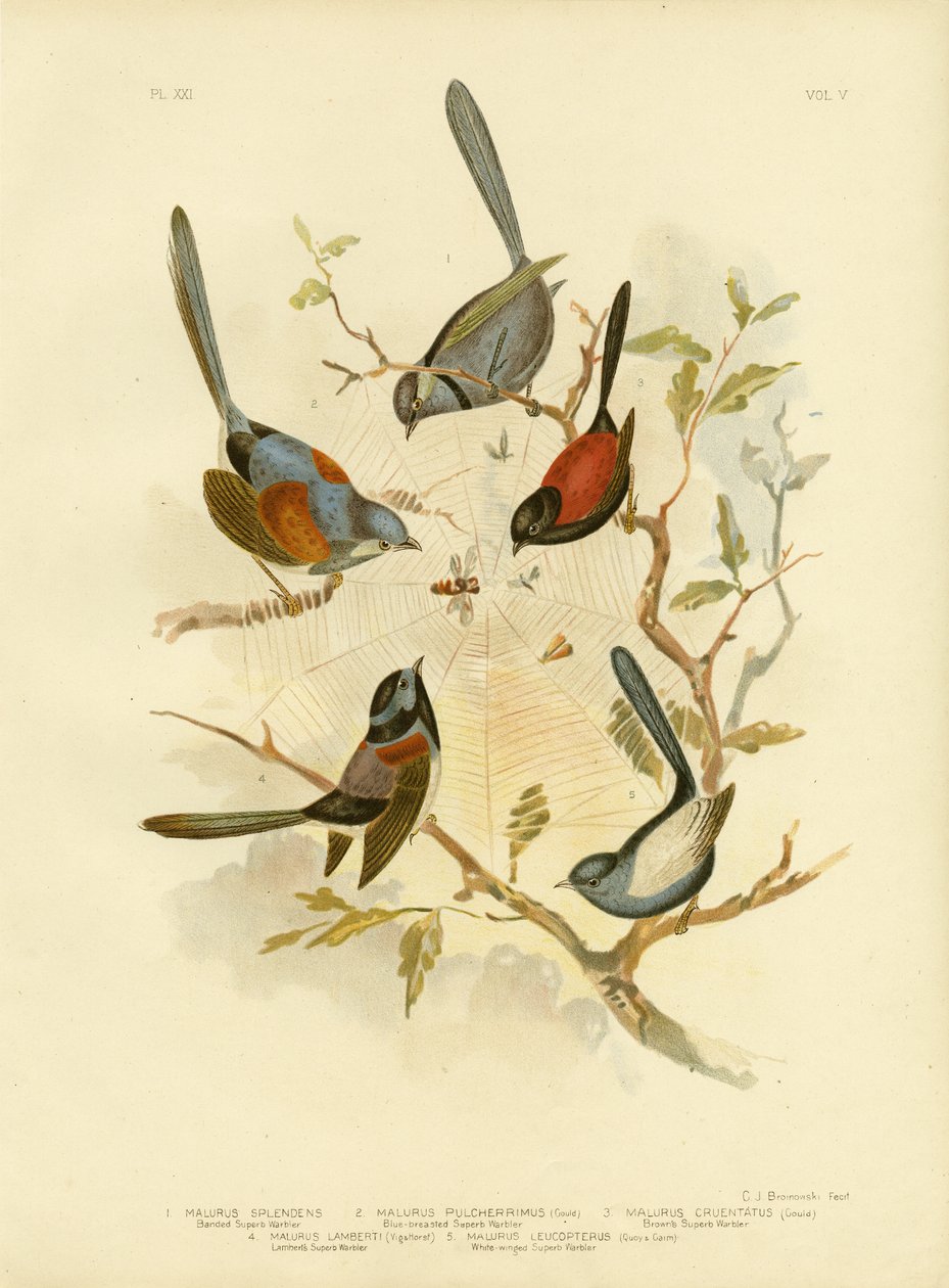 Loistavat Fairywren, 1891 tekijältä Gracius Broinowski