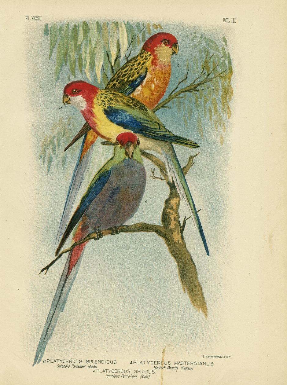 Loistava papukaija, 1891 tekijältä Gracius Broinowski