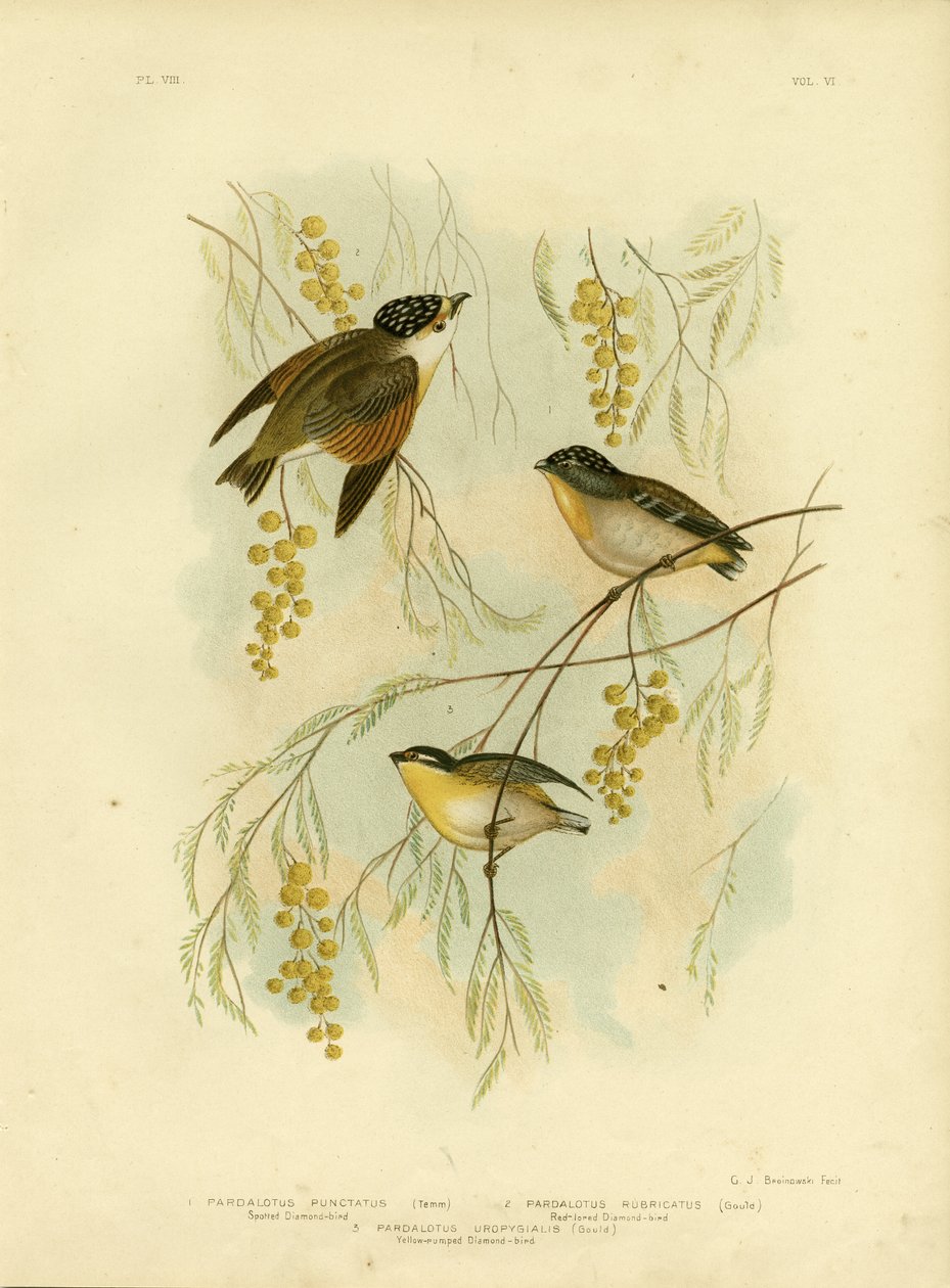 Spotted Diamondbird tai Spotted Pardalote, 1891 tekijältä Gracius Broinowski