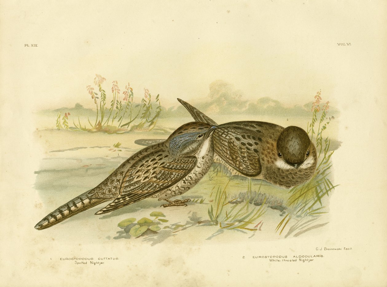 Spotted Nightjar, 1891 tekijältä Gracius Broinowski